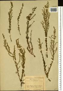 Artemisia scoparia Waldst. & Kit., Siberia, Baikal & Transbaikal region (S4) (Russia)