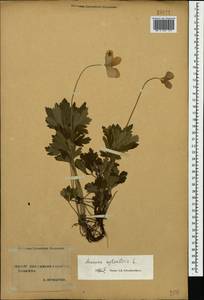 Anemone sylvestris L., Caucasus, Stavropol Krai, Karachay-Cherkessia & Kabardino-Balkaria (K1b) (Russia)