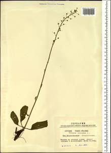 Verbascum phoeniceum L., Siberia, Western Siberia (S1) (Russia)