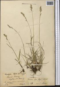 Festuca olgae (Regel) Krivot., Middle Asia, Northern & Central Tian Shan (M4) (Kyrgyzstan)