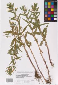 Gratiola officinalis L., Eastern Europe, Rostov Oblast (E12a) (Russia)