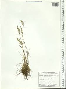 Koeleria subalpestris (Hartm.) Barberá, Quintanar, Soreng & P.M.Peterson, Siberia, Central Siberia (S3) (Russia)