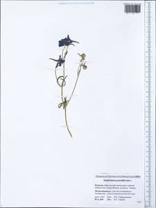Delphinium grandiflorum L., Siberia, Baikal & Transbaikal region (S4) (Russia)