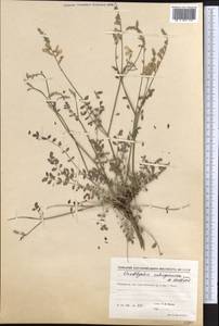 Onobrychis laxiflora Baker, Middle Asia, Pamir & Pamiro-Alai (M2) (Tajikistan)