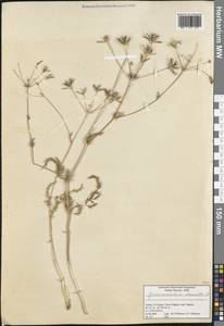 Grammosciadium daucoides DC., South Asia, South Asia (Asia outside ex-Soviet states and Mongolia) (ASIA) (Turkey)