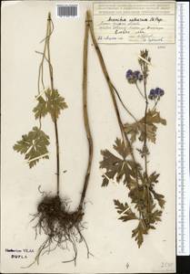 Aconitum nemorum Popov, Middle Asia, Northern & Central Tian Shan (M4) (Kyrgyzstan)