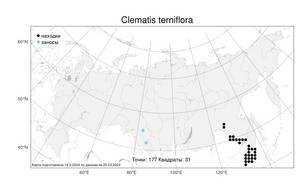 Clematis terniflora DC., Atlas of the Russian Flora (FLORUS) (Russia)