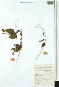 Thunbergia angulata Hils. & Bojer ex Hook., Australia & Oceania (AUSTR) (New Caledonia)