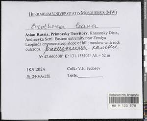 Brothera leana (Sull.) Müll. Hal., Bryophytes, Bryophytes - Russian Far East (excl. Chukotka & Kamchatka) (B20) (Russia)