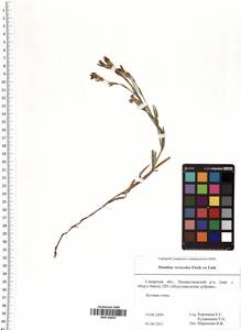 Dianthus chinensis L., Eastern Europe, Middle Volga region (E8) (Russia)