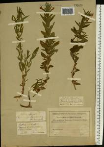 Gratiola officinalis L., Eastern Europe, Lower Volga region (E9) (Russia)