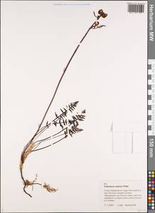 Pedicularis sudetica Willd., Siberia, Russian Far East (S6) (Russia)