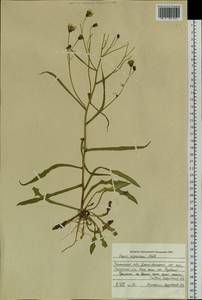 Crepis nigrescens Pohle, Siberia, Western Siberia (S1) (Russia)