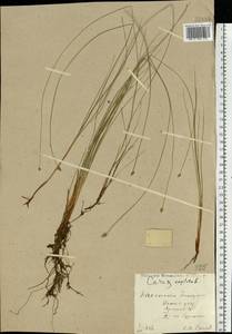 Carex capitata Sol., Eastern Europe, Central forest region (E5) (Russia)