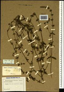 Stachys iberica M.Bieb., Crimea (KRYM) (Russia)