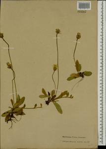 Pilosella officinarum Vaill., Eastern Europe, North-Western region (E2) (Russia)