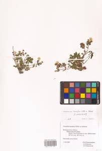 Potentilla humifusa Willd. ex D. F. K. Schltdl., Eastern Europe, Central forest-and-steppe region (E6) (Russia)