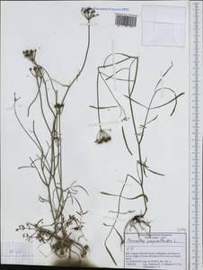 Oenanthe pimpinelloides L., Western Europe (EUR) (Italy)