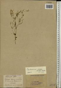 Centaurium pulchellum var. meyeri (Bunge) Omer, Eastern Europe, Eastern region (E10) (Russia)