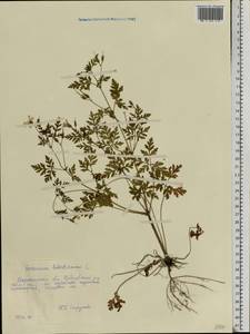 Geranium robertianum L., Eastern Europe, Central forest-and-steppe region (E6) (Russia)