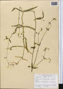 Lepyrodiclis stellarioides Schrenk ex Fisch. & C. A. Mey., Middle Asia, Western Tian Shan & Karatau (M3) (Kyrgyzstan)