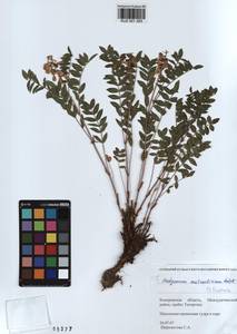 KUZ 001 283, Hedysarum austrosibiricum B.Fedtsch., Siberia, Altai & Sayany Mountains (S2) (Russia)
