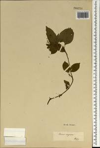 Cornus sanguinea L., South Asia, South Asia (Asia outside ex-Soviet states and Mongolia) (ASIA) (Not classified)
