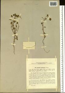Artemisia samoiedorum Pamp., Siberia, Central Siberia (S3) (Russia)