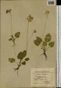 Primula cortusoides L., Siberia, Altai & Sayany Mountains (S2) (Russia)