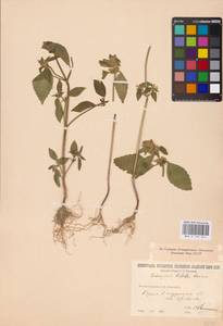 MHA 0 154 241, Galeopsis bifida Boenn., Eastern Europe, North-Western region (E2) (Russia)