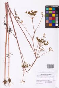 Chaerophyllum prescottii DC., Eastern Europe, Rostov Oblast (E12a) (Russia)