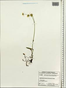 Tephroseris integrifolia (L.) Holub, Siberia, Central Siberia (S3) (Russia)