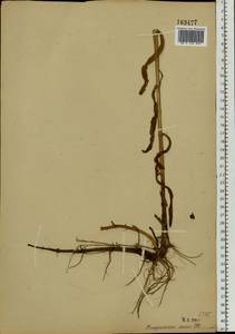 Epilobium hirsutum L., Eastern Europe, Moscow region (E4a) (Russia)