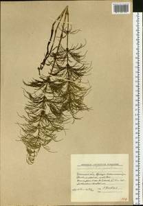 Equisetum sylvaticum L., Siberia, Baikal & Transbaikal region (S4) (Russia)