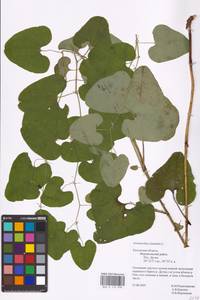 Aristolochia clematitis L., Eastern Europe, Central region (E4) (Russia)