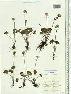 Micranthes nelsoniana subsp. nelsoniana, Siberia, Chukotka & Kamchatka (S7) (Russia)