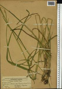 Elymus dahuricus Turcz. ex Griseb., Siberia, Russian Far East (S6) (Russia)