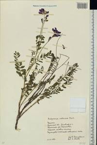 Hedysarum cretaceum DC., Eastern Europe, North Ukrainian region (E11) (Ukraine)