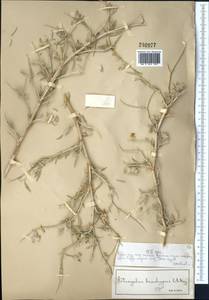 Astragalus brachypus Schrenk, Middle Asia, Muyunkumy, Balkhash & Betpak-Dala (M9) (Kazakhstan)