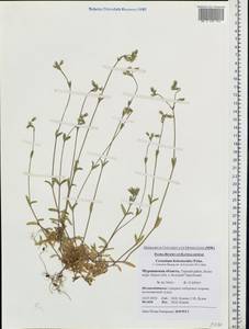 Cerastium holosteoides Fries emend. Hyl., Eastern Europe, Northern region (E1) (Russia)