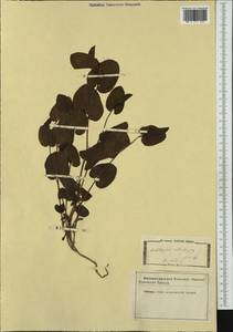 Aristolochia rotunda L., Western Europe (EUR) (Italy)