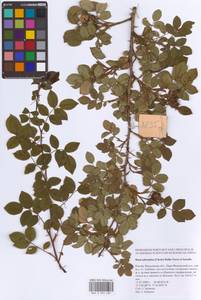 Rosa subcanina (Christ) Dalla Torre & Sarnth., Eastern Europe, Moscow region (E4a) (Russia)