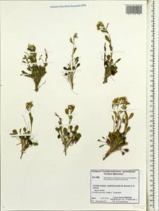 Arabidopsis septentrionalis (N. Busch) D. A. German, Siberia, Chukotka & Kamchatka (S7) (Russia)