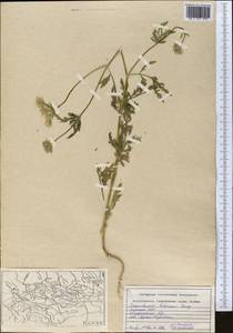 Eremodaucus lehmannii Bunge, Middle Asia, Pamir & Pamiro-Alai (M2) (Uzbekistan)