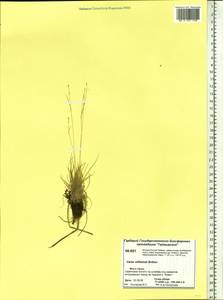 Carex williamsii Britton, Siberia, Central Siberia (S3) (Russia)
