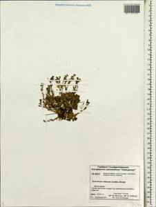 Eritrichium villosum (Ledeb.) Bunge, Siberia, Central Siberia (S3) (Russia)