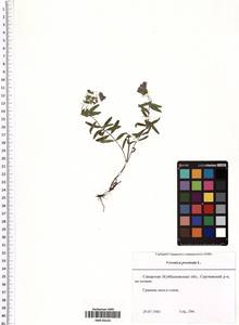 Veronica prostrata L., Eastern Europe, Middle Volga region (E8) (Russia)