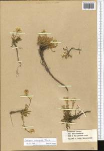 Chorispora macropoda Trautv., Middle Asia, Western Tian Shan & Karatau (M3) (Kazakhstan)