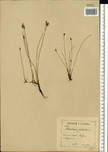 Eleocharis palustris (L.) Roem. & Schult., Eastern Europe, Central forest-and-steppe region (E6) (Russia)