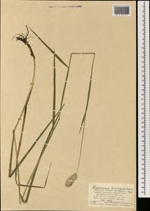 Alopecurus brachystachyus M.Bieb., Mongolia (MONG) (Mongolia)